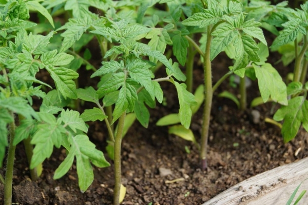 come nutrire le piantine di pomodoro