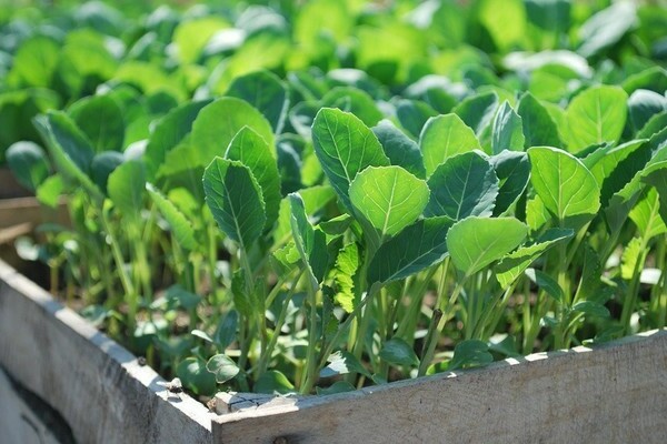 cabbage seedlings hope