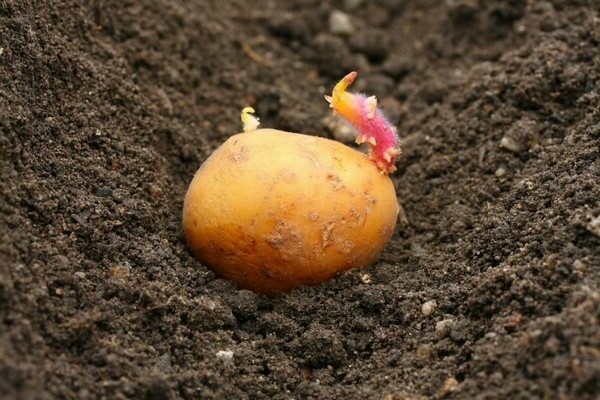 ciri-ciri menanam kentang awal