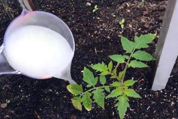 cara memberi makan tomato di dalam tanah