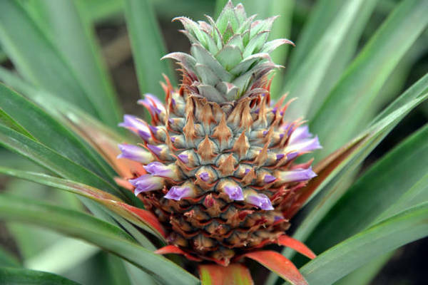 pineapple356