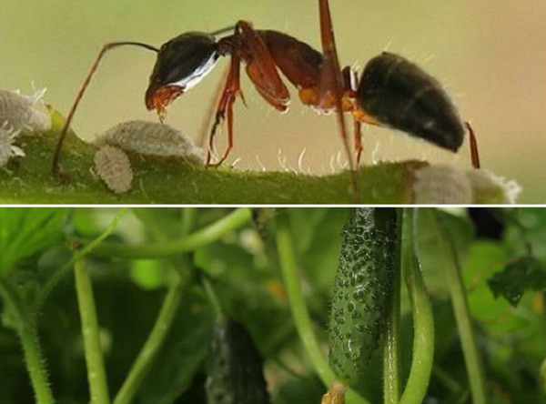 как да се отървете от мравки в оранжерия