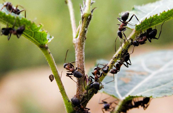 как да се отървете от мравки в оранжерия
