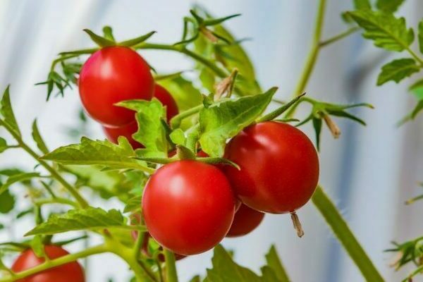 memberi makan tomato dengan ragi di rumah hijau
