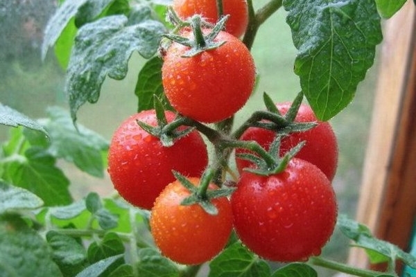 beri makan tomato