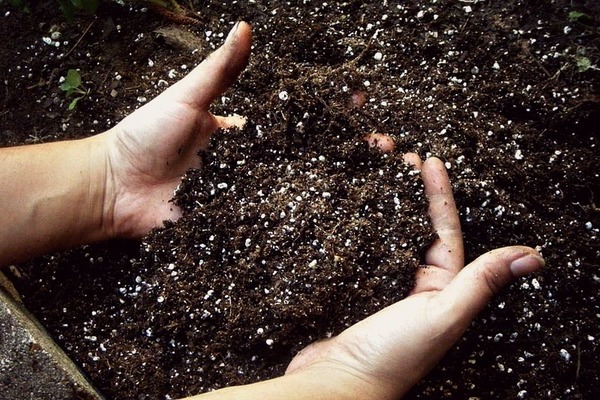 cara membasmi kuman tanah sebelum menanam anak benih