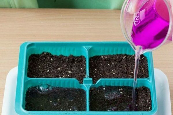 cara membasmi kuman tanah sebelum menanam