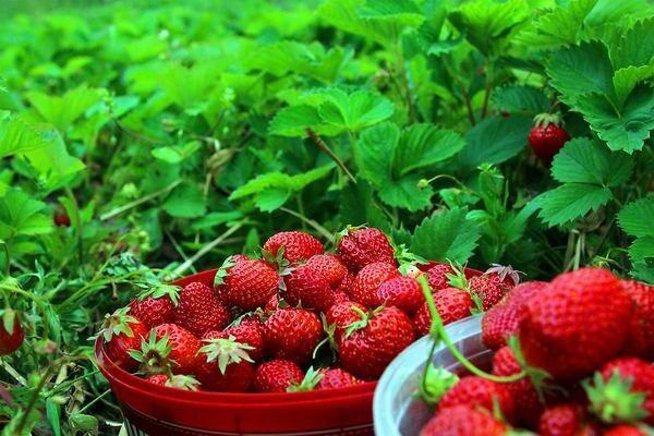 How to plant strawberries for a rich harvest