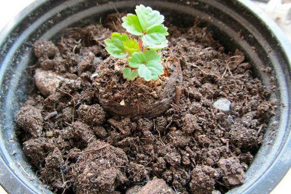 How to plant strawberries with seeds