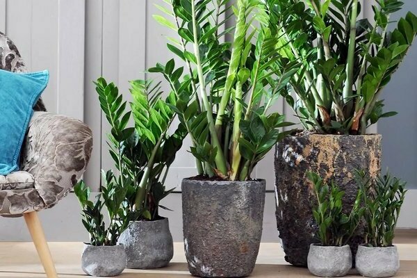 Dans quels pots planter des plantes d'intérieur zamiokulkas