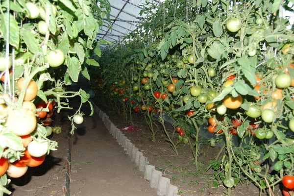 Feeding tomatoes with calcium