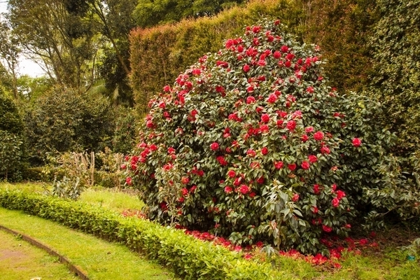 Bilde av Camellia tree