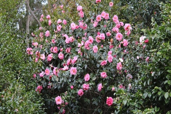 Plantation et entretien des camélias