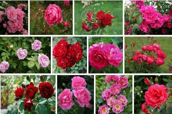 Canadian roses: characteristics of this variety of roses