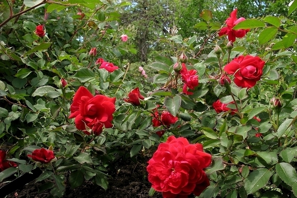 Canadian rose varieties: climbing variety