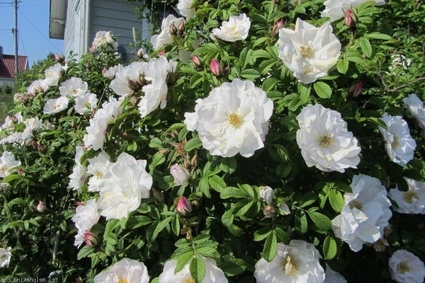 Canadian rose: photo, description of selective species of wrinkled rose