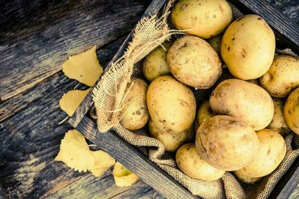 variétés de pommes de terre