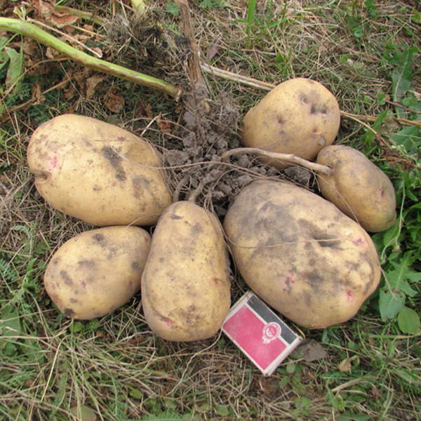 giant potato