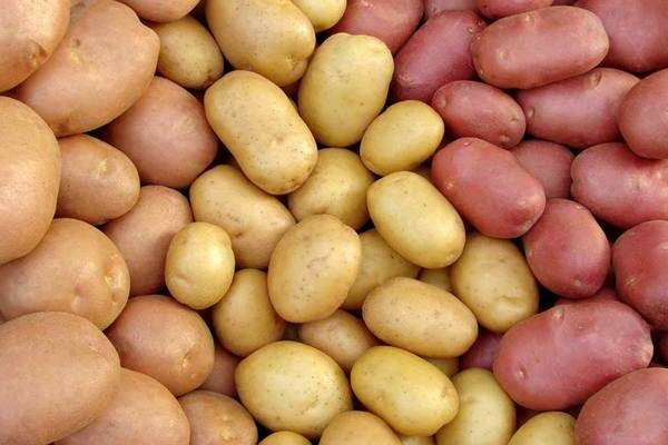 kartupeļi