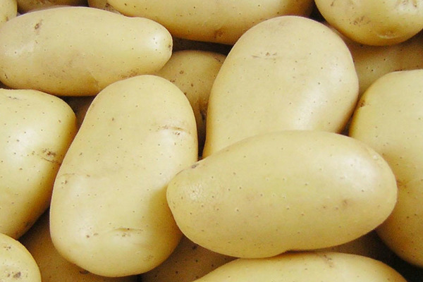 Potato Granada: keterangan, ciri utamanya