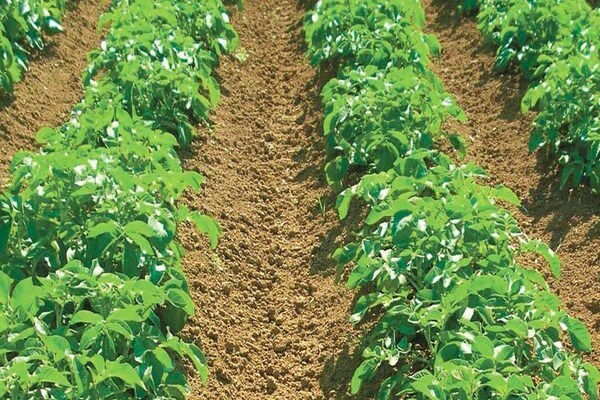 Keperluan tanah apa yang dimiliki oleh varieti kentang Granada?