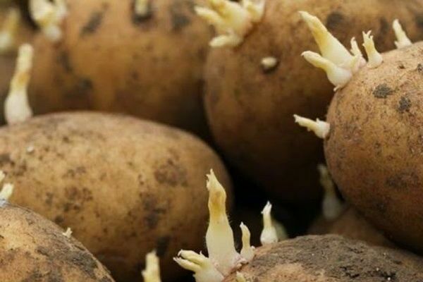 Penerangan mengenai kentang Granada: penyediaan sebelum menanam