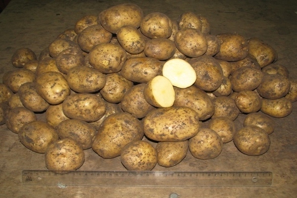 البطاطس كاراتوب: وصف الصنف وخصائصه الرئيسية