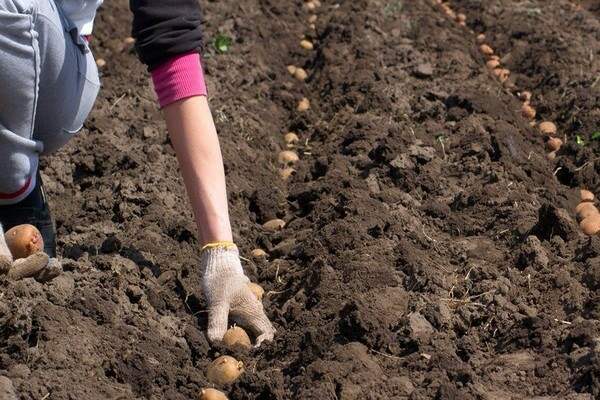 ما هي مواعيد زراعة صنف البطاطس Karatop؟