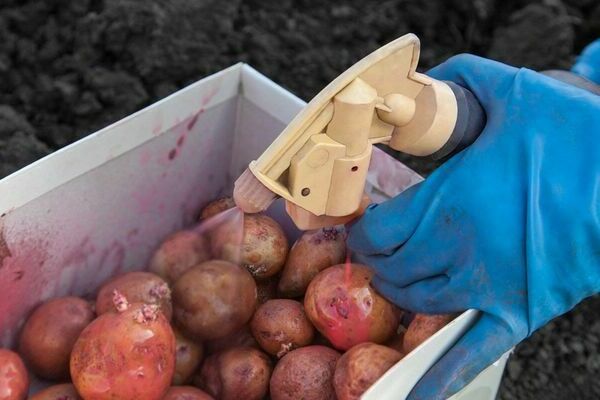 البطاطا كاراتوب: وصف الصنف ، والتحضير قبل الزراعة
