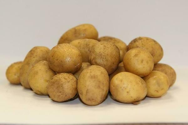 البطاطس لاتونا: الوصف والخصائص