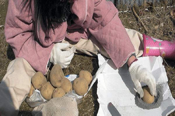 Kartupeļi Latona: šķirnes apraksts, sagatavošanas foto pirms stādīšanas