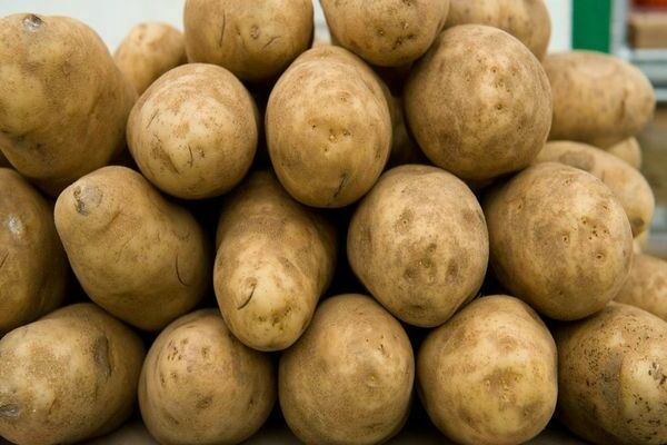 Kartupeļi Latona: apraksts, foto. Tīrīšanas process. Uzglabāšana
