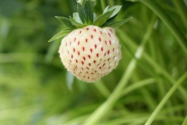 White strawberry variety