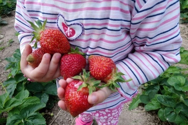 Strawberry Festivalnaya: foto