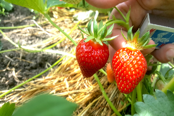 Description de la variété de fraise Clery, propriétés