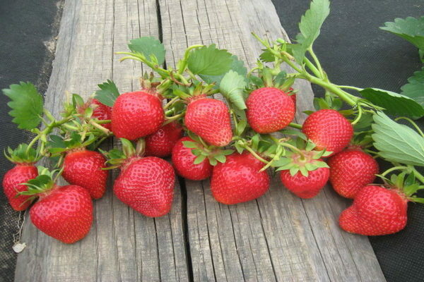 وصف Clery Strawberry لخصائص الصنف
