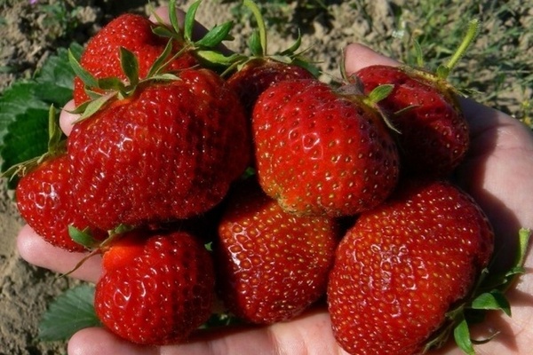 Strawberry Polka: beskrivelse, generelle egenskaper