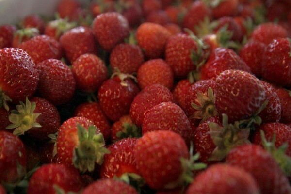 Strawberry Polka: คำอธิบายหลากหลายข้อดีและข้อเสีย