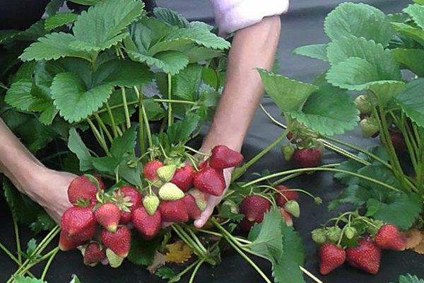 Cara menanam varieti strawberi Syria, bagaimana merawat