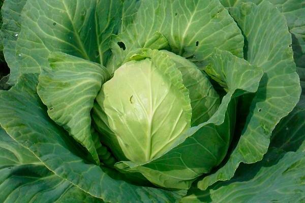 cabbage hope