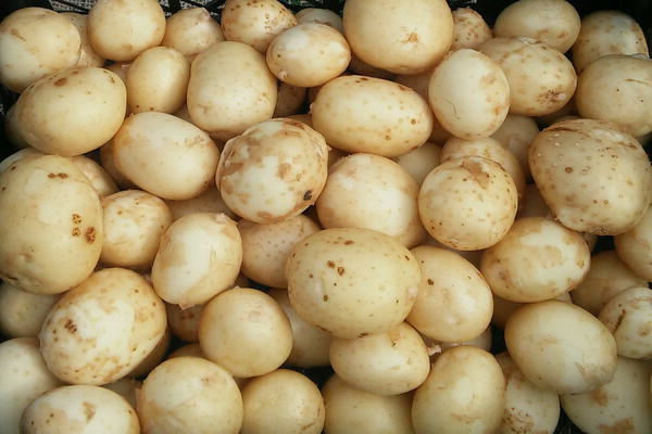 Описание на предимствата и недостатъците на картофите Colette