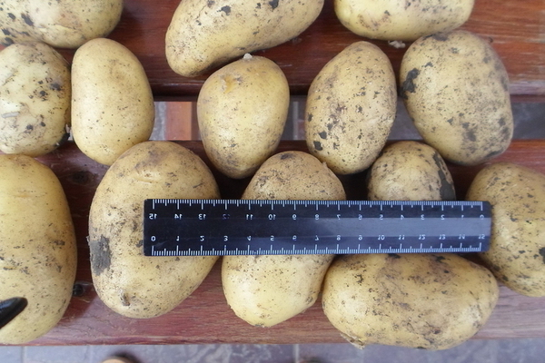 Kolombo kartupeļi: priekšrocību un trūkumu apraksts