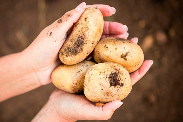 Kolombo kartupeļi: šķirnes apraksts pēc stādīšanas datuma