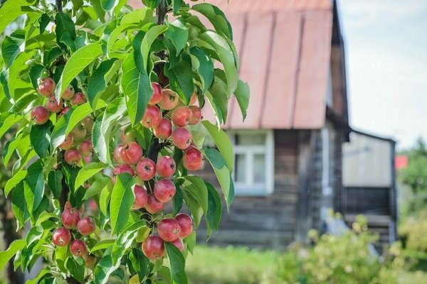 kolumnowa jabłoń