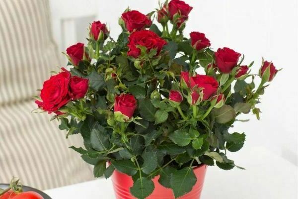 Chăm sóc hoa hồng trong nhà tại nhà: cách chọn hoa hồng
