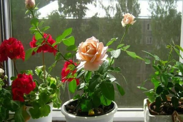 Indoor rose: chăm sóc tại nhà. Làm gì để thích nghi