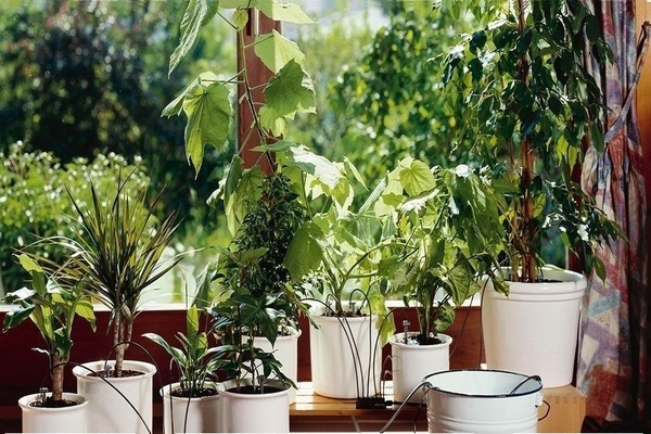 رعاية النباتات المنزلية