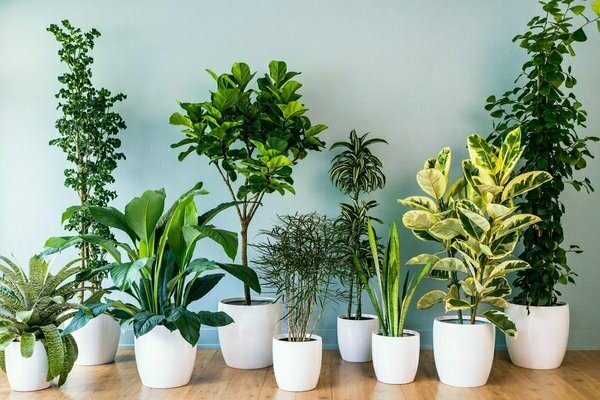 النباتات المنزلية