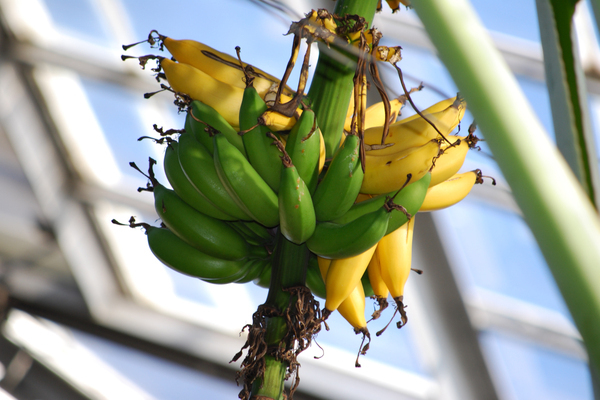 pisang dalaman