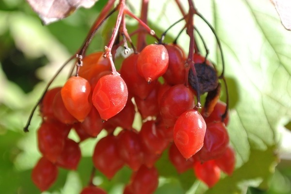 червени плодове